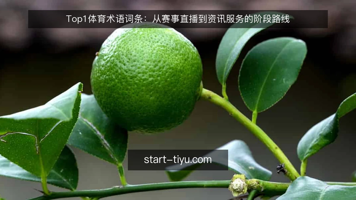Top1体育术语词条：从赛事直播到资讯服务的阶段路线